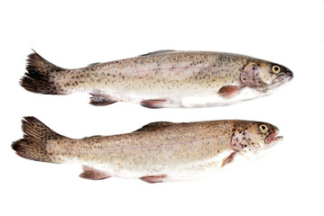 Fresh rainbow trout fish