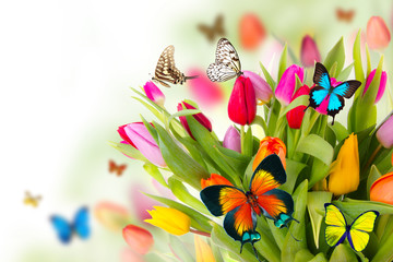 Fototapeta premium Colored tulips flowers with exotic butterflies