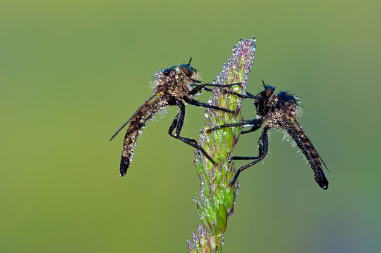 Dittero Asilidae - Neoitamus sp