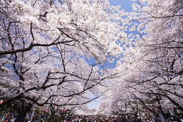 Naklejka premium 上野公園の花見