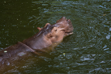 Hippopotamus