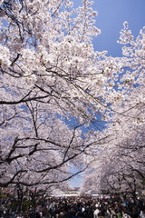 上野公園の花見