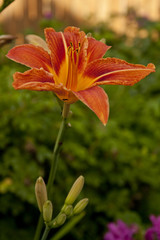 Fototapeta premium Garden Flowers