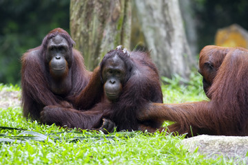 Borneo Orangutan © Kjersti