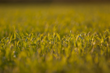 Gras