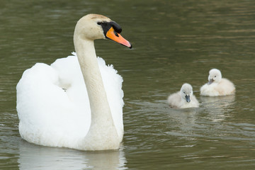 Cygnets are swimming in the water