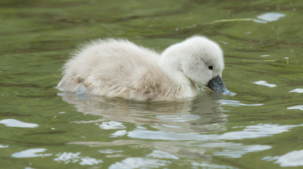 A cygnet is swimming in the water