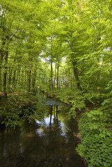 Fototapeta na wymiar Fluß im Wald