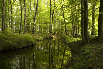 Fluß im Wald