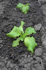 plant de salade