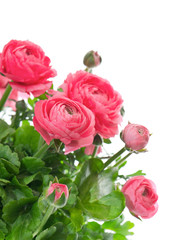 beautiful bouquet of spring flowers pink ranunculus