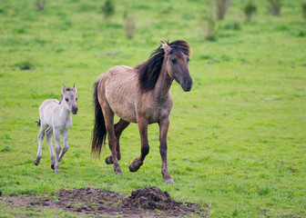 Running foal in a field © Naj
