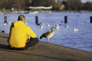 Duck in Hyde Park