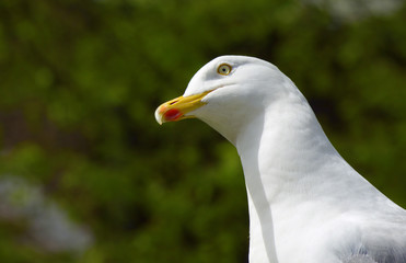 A seagull with an inquisitive look.