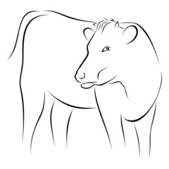 Cow on sketch