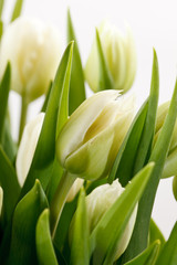 Obraz na płótnie Canvas green tulips