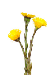 Huflattich (Tussilago farfara)