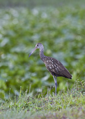 Limpkin bird