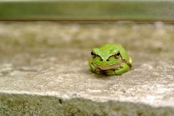 笑顔のアマガエル