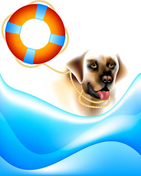 Search and rescue labrador unit at sea