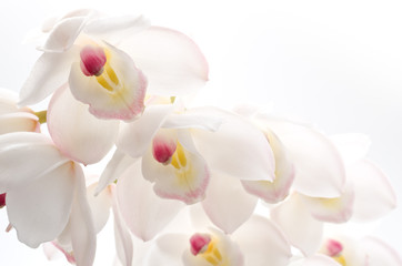 Obraz na płótnie Canvas Zamknij się z kwiatów białego cymbidium