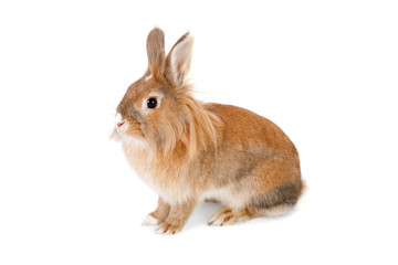 Obraz premium Rabbit