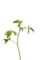 Tomato seedling