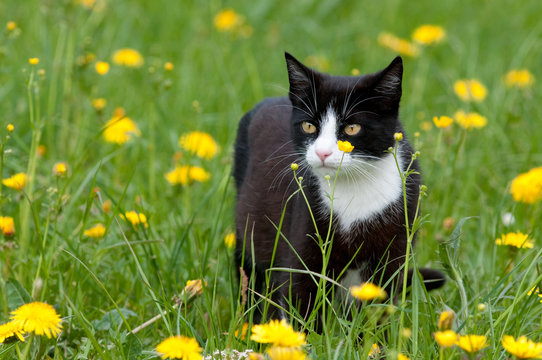 katze auf der wiese