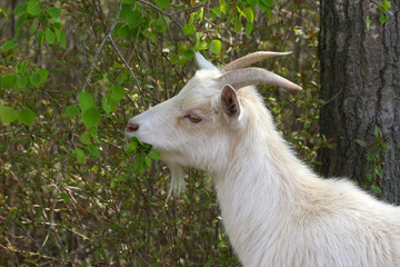 Obraz premium Miniature Goat