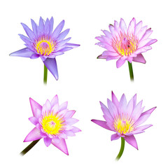 4 lotus on white background