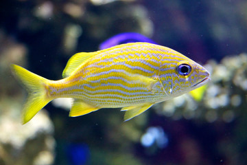 poisson tropical de récif