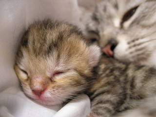 Cat and her newborn kitten
