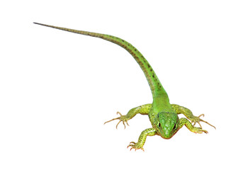 Green lizard on the white background (Lacerta viridis)