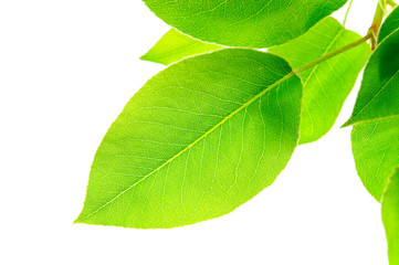 Obraz premium Green leaves isolated on white background