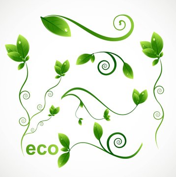 abstract Set of floral elements leaf for design vector