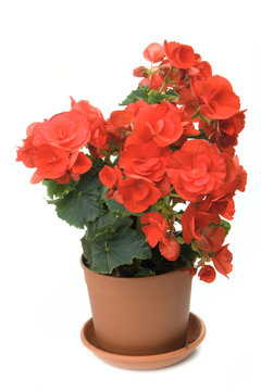 The red blossoming begonia