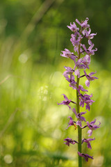 Violet orchid on meadow