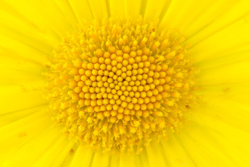 Close-up shot of yellow daisy flower