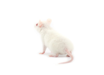 rat