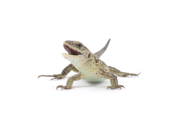 lizard