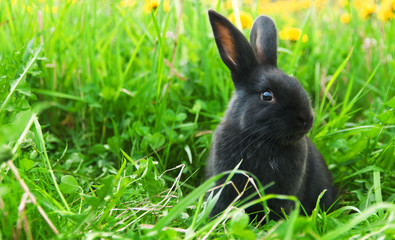 Black rabbit in green grass