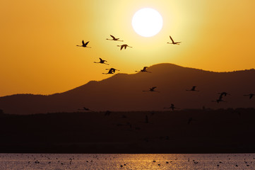 Flamingoes aginst the evening sky