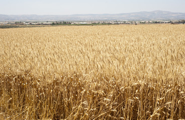 Field of wheat