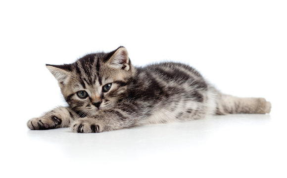 cute baby kitten lying on floor