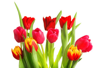 tulip flowers