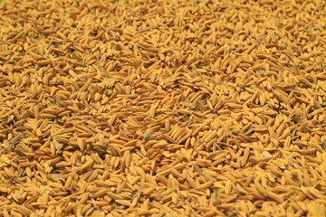 Rice seeds