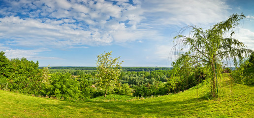 Beautiful panorama view at trees in the wood by Danube river