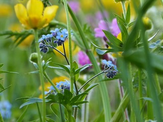 Vergissmeinnicht Blumenwiese