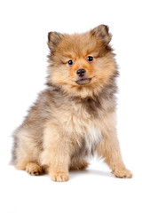 Obraz premium Lindo perro