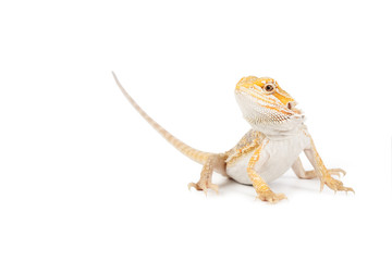 Lagarto